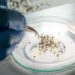 Vacina contra chikungunya apresenta resultado promissor