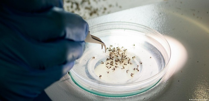 Vacina contra chikungunya apresenta resultado promissor