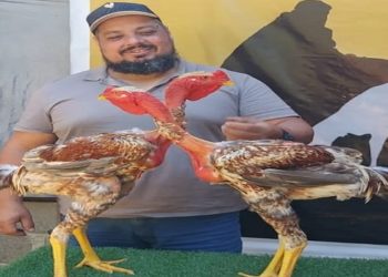 CRIAÇÃODE GALOS GIGANTES NO ES