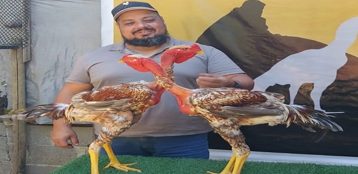 CRIAÇÃODE GALOS GIGANTES NO ES