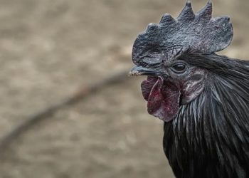 galinha ayam cemani