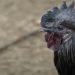 galinha ayam cemani