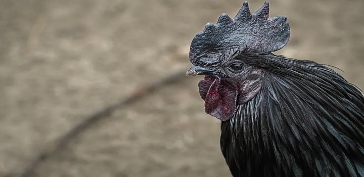 galinha ayam cemani