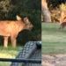 animal misterioso nos eua