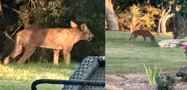 animal misterioso nos eua