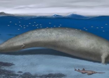 fóssil gigante encontrado no Peru