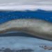 fóssil gigante encontrado no Peru