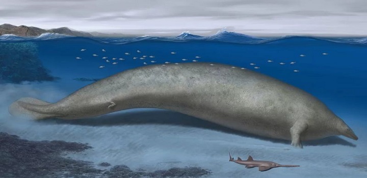 fóssil gigante encontrado no Peru