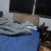 Polícia do Paraná prende estudante de psicologia suspeito de cometer abusos sexuais contra mais de 300 crianças