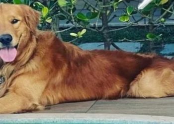 POLICIAL MATA CACHORRO EM GUARAPARI