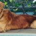 POLICIAL MATA CACHORRO EM GUARAPARI