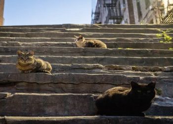 gatos australia
