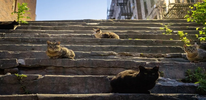 gatos australia