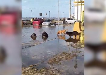 temporal no rs arrasta leoes marinhos