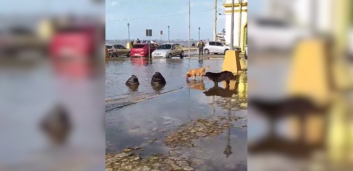 temporal no rs arrasta leoes marinhos