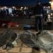 terremoto marrocos