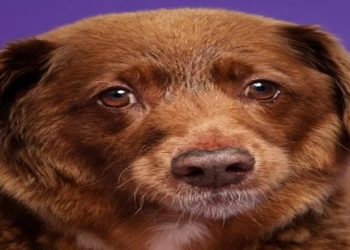 CÃO MAIS VELHO DO MUNDO