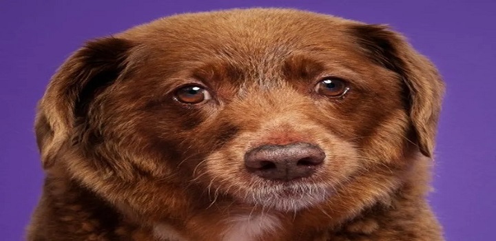 CÃO MAIS VELHO DO MUNDO