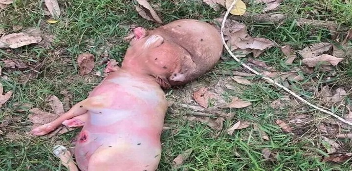Bezerro nasce com 'cabeça humana' em vilarejo na Tailândia e gera desconfiança entre moradores — Foto: Reprodução