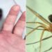 homem picado por aranha