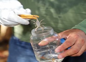 Infestação do escorpião mais perigoso do país é monitorada em Búzios; veja áreas com maior incidência