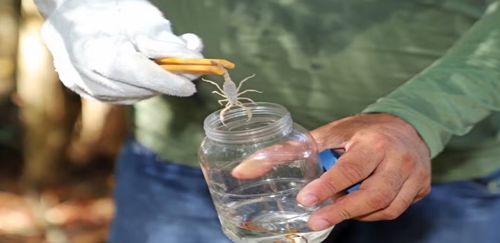 Infestação do escorpião mais perigoso do país é monitorada em Búzios; veja áreas com maior incidência