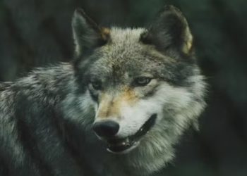 Lobos de Chernobil desenvolveram mutação que os protege do câncer