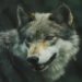 Lobos de Chernobil desenvolveram mutação que os protege do câncer