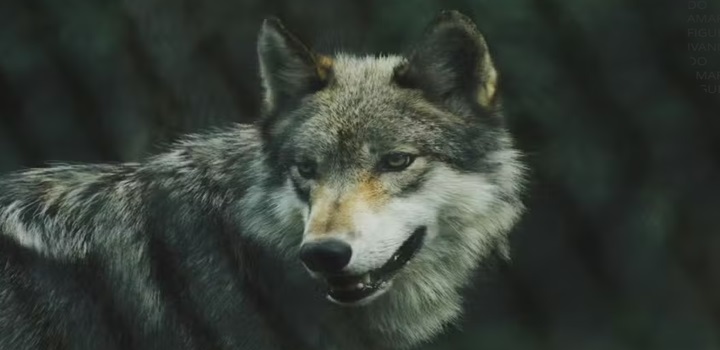 Lobos de Chernobil desenvolveram mutação que os protege do câncer