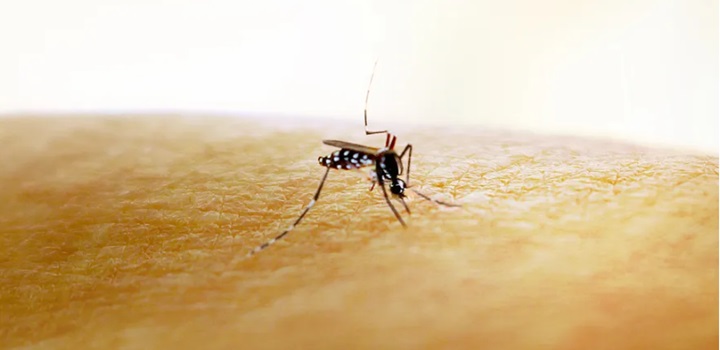 como a dengue pode matar