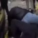 estudante brasileira agredida em portugal