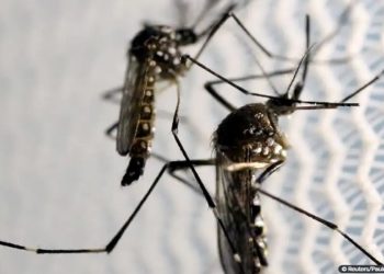 Ministros de Lula se unem em vídeo para combate à dengue no Brasil