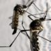 Ministros de Lula se unem em vídeo para combate à dengue no Brasil