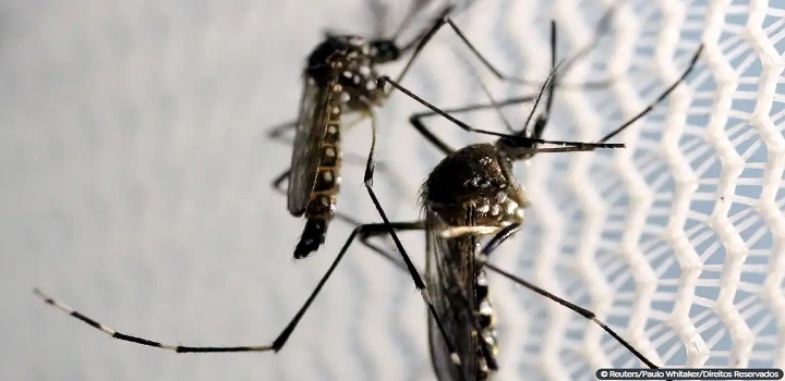 Ministros de Lula se unem em vídeo para combate à dengue no Brasil