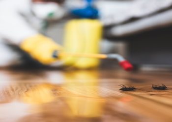 Baratas em casa? Esteja atento a estes quatro sinais
