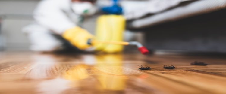 Baratas em casa? Esteja atento a estes quatro sinais