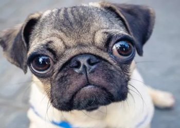 proibição da raça pug