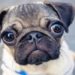 proibição da raça pug