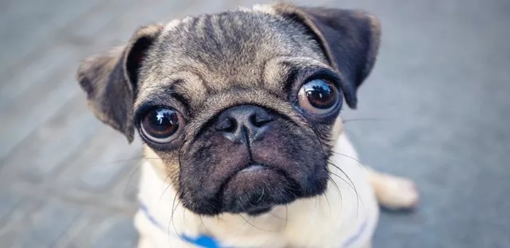 proibição da raça pug