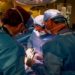 Paciente vivo recebe primeiro transplante de rim de porco geneticamente modificado