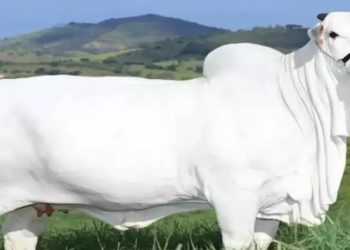 vaca mais cara do mundo