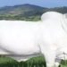 vaca mais cara do mundo