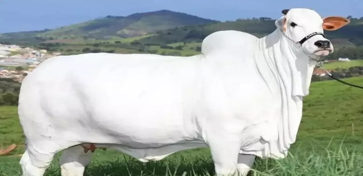 vaca mais cara do mundo