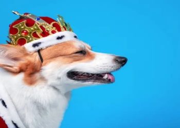 Análise: Petz, Cobasi e o garoto que vendeu o cachorro por R$ 1 milhão