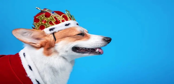 Análise: Petz, Cobasi e o garoto que vendeu o cachorro por R$ 1 milhão