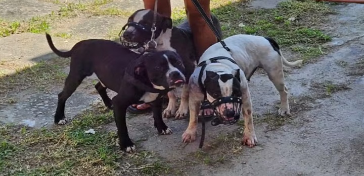 Cachorros pitbulls que atacaram escritora em Saquarema