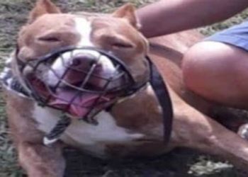 Os responsáveis pelos cães da raça pitbull que atacaram a escritora Roseana Murray foram presos nesta sexta-feira, 5, por maus-tratos aos animais. Caso ocorreu em Saquarema (RJ)