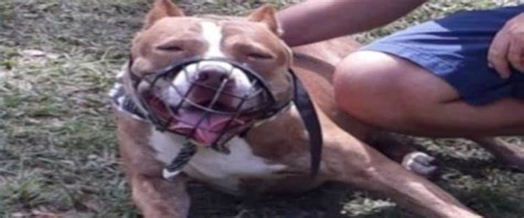 Os responsáveis pelos cães da raça pitbull que atacaram a escritora Roseana Murray foram presos nesta sexta-feira, 5, por maus-tratos aos animais. Caso ocorreu em Saquarema (RJ)