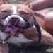 Os responsáveis pelos cães da raça pitbull que atacaram a escritora Roseana Murray foram presos nesta sexta-feira, 5, por maus-tratos aos animais. Caso ocorreu em Saquarema (RJ)