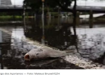 Com água baixando, moradores de Porto Alegre convivem com animais mortos, esgoto, mau cheiro nas ruas e ratos em casa
